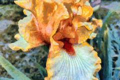 Bearded Iris South Euclid Orange