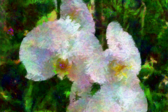 4 - Fluffy Orchid